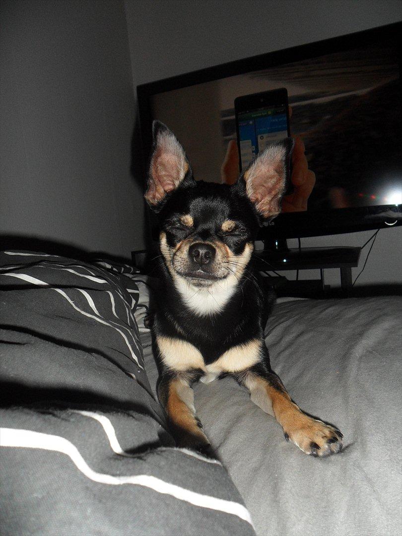 Blanding af racer Kessler billede 9