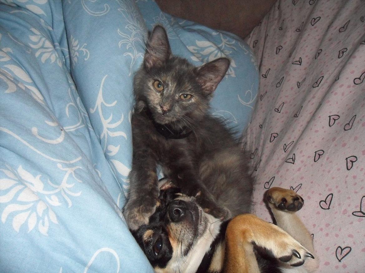 Blanding af racer Kessler billede 10