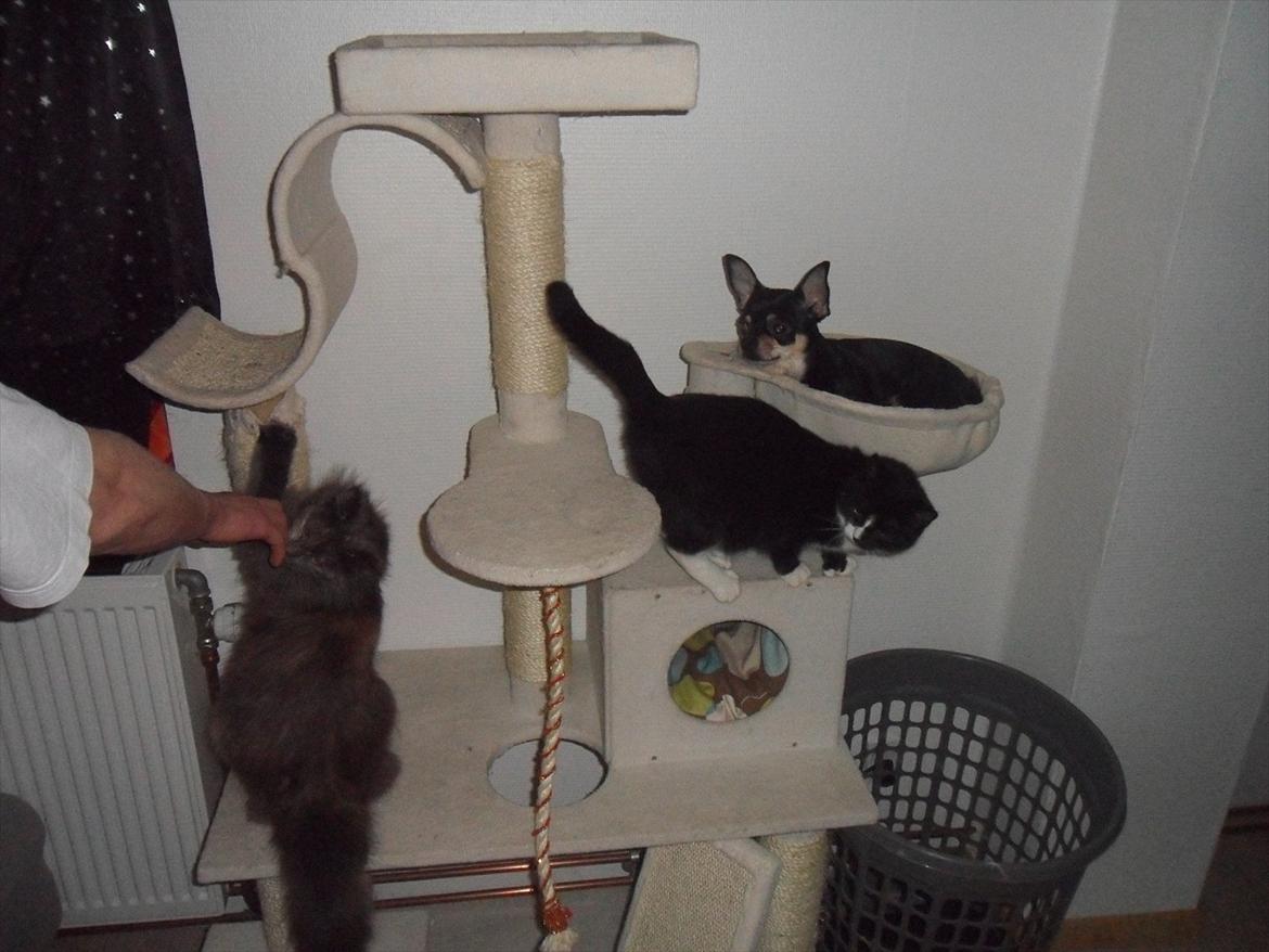 Blanding af racer Kessler billede 11