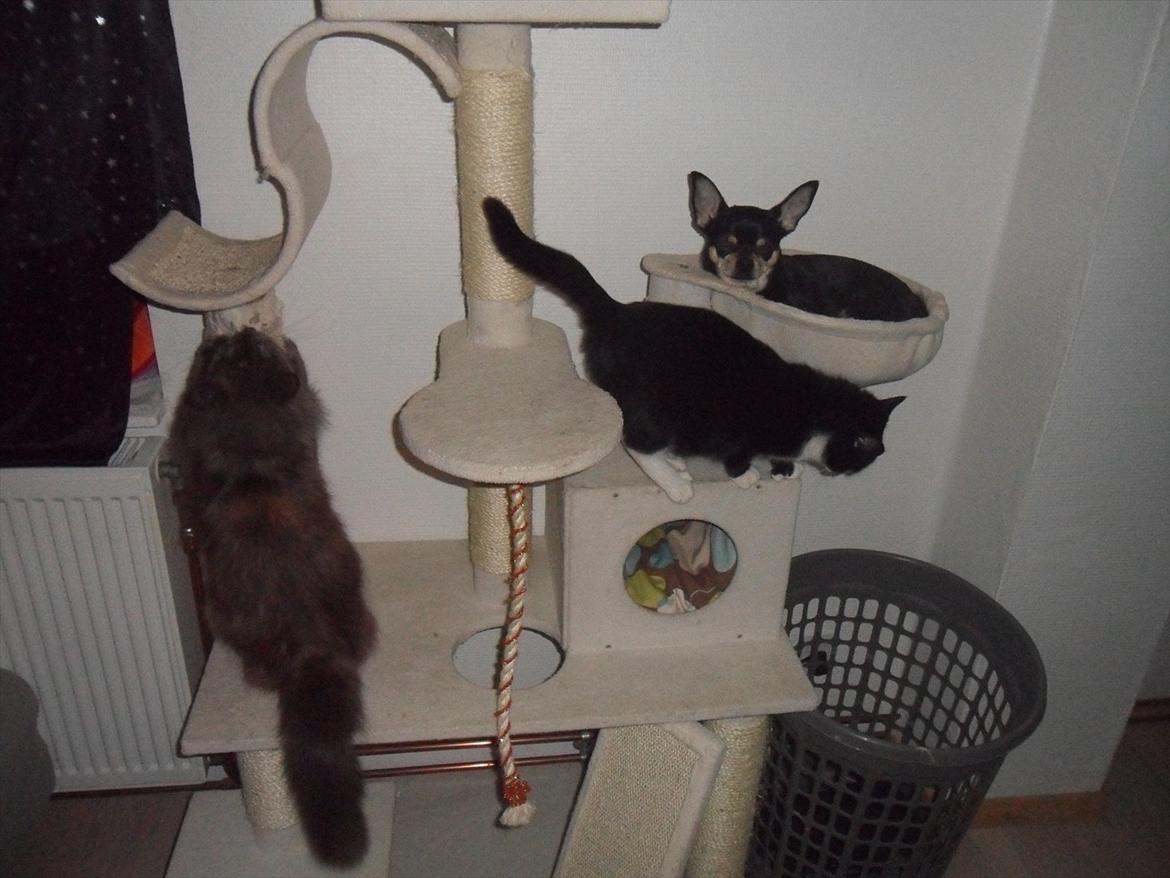 Blanding af racer Kessler billede 12