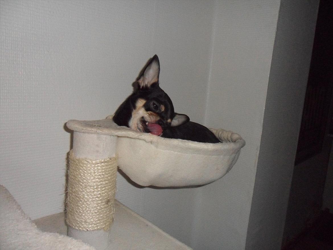 Blanding af racer Kessler billede 13