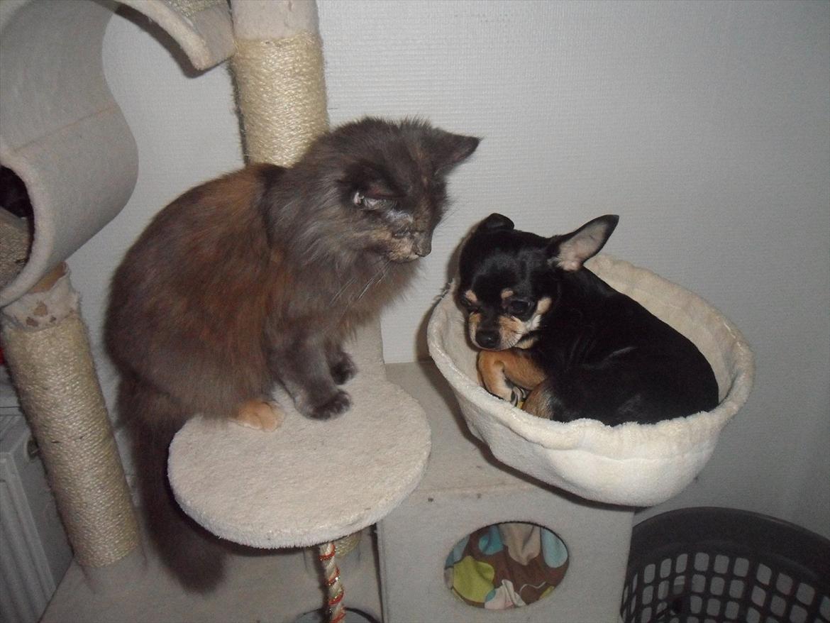 Blanding af racer Kessler billede 14