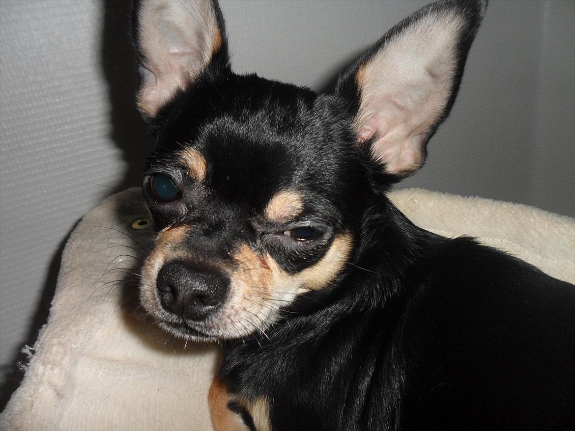 Blanding af racer Kessler billede 15