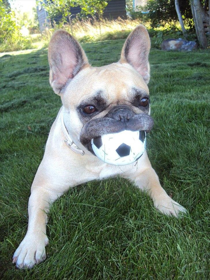 Fransk bulldog Quaisy-Molly - Typisk Molly billede 6