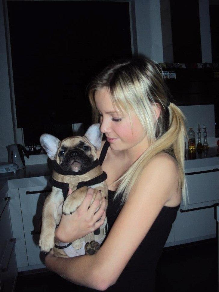 Fransk bulldog Harald - Harald og Emma billede 6