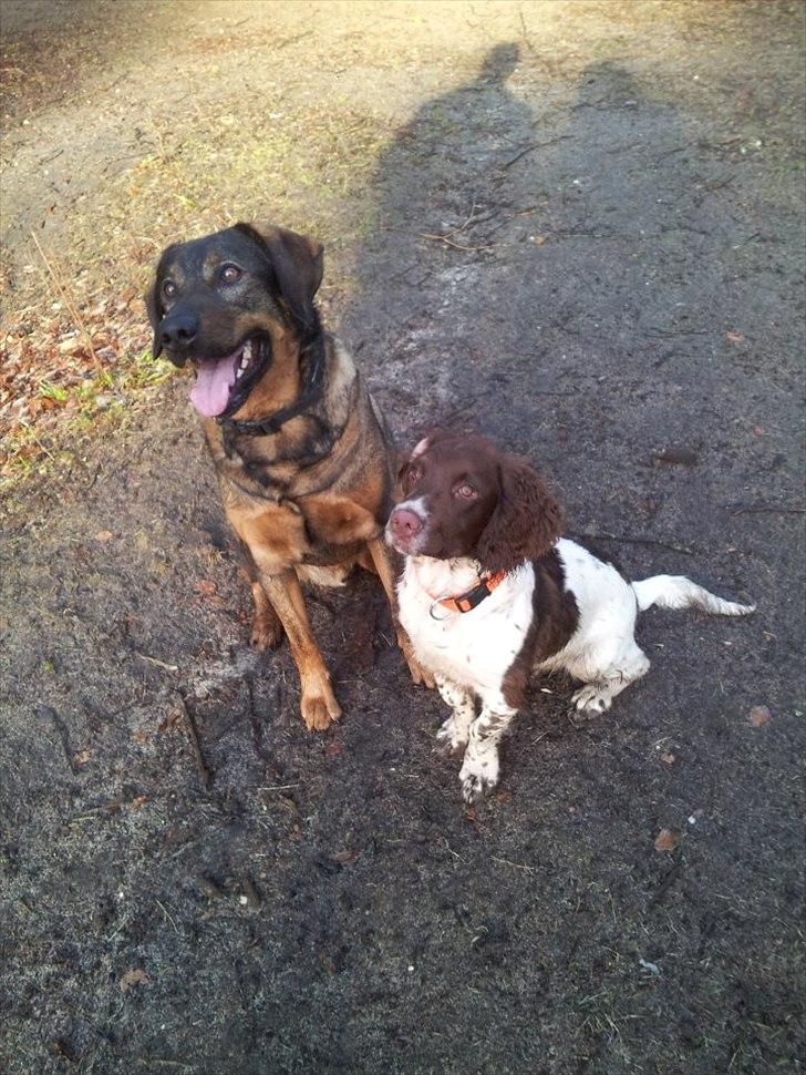 Field spaniel Vaks billede 7