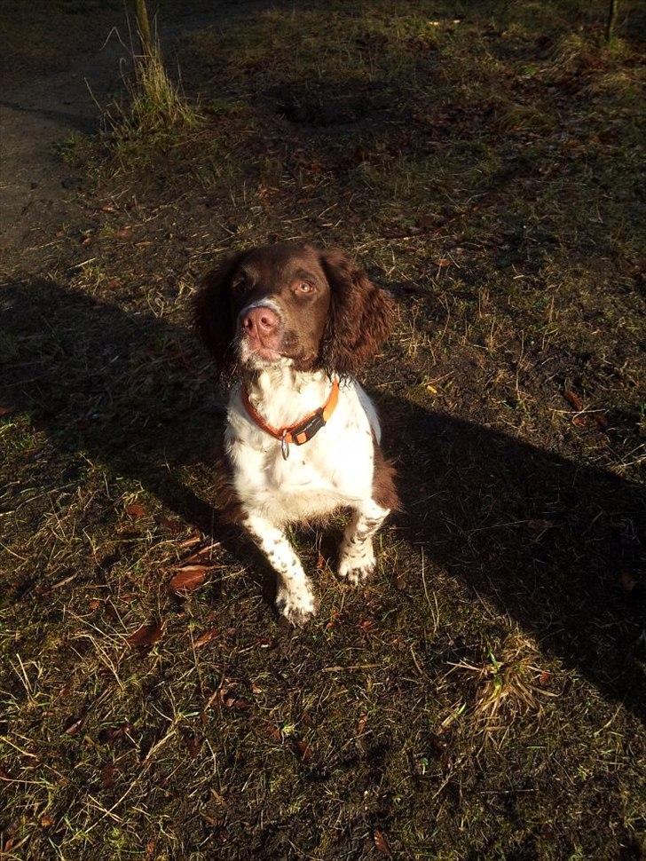 Field spaniel Vaks billede 8