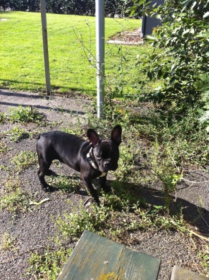 Fransk bulldog Tico billede 2