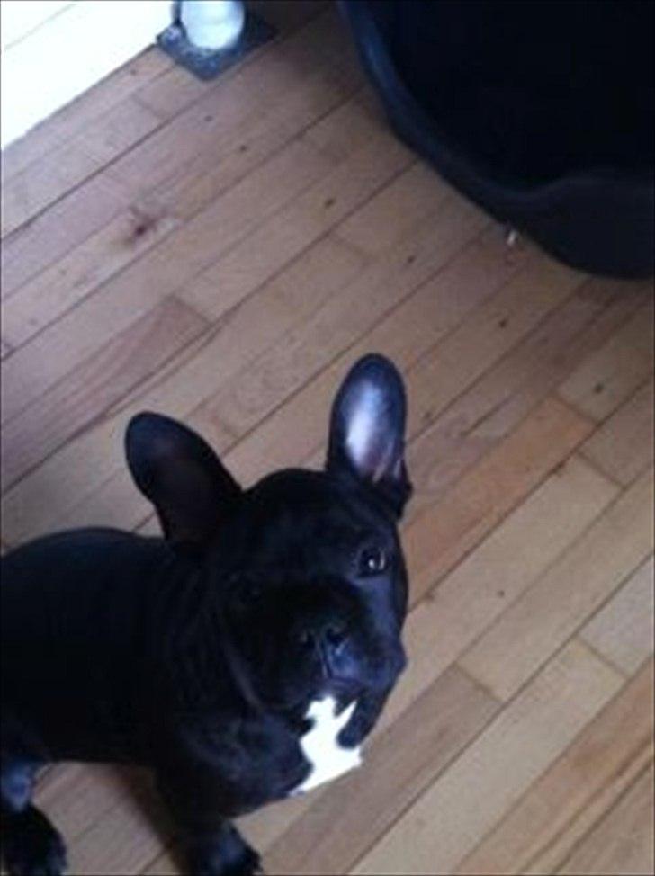 Fransk bulldog Tico billede 3