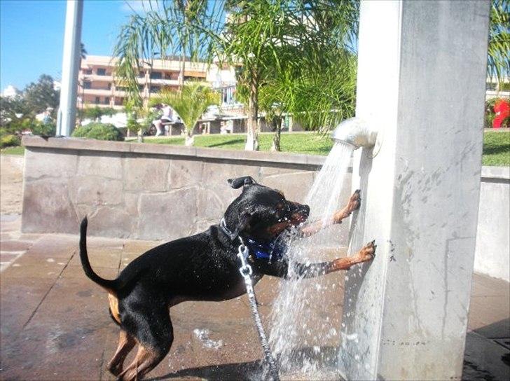 Dvaergpinscher King  † R.I.P - King leger vandhund på Tenerife Julen 2009 <3 billede 1