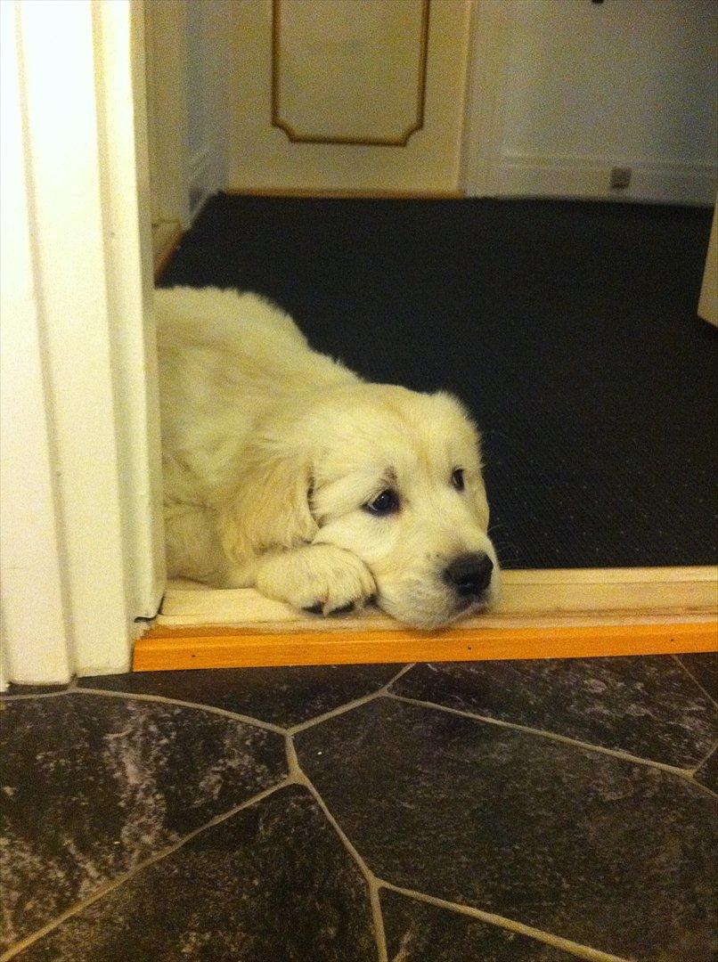 Golden retriever Oskar billede 1