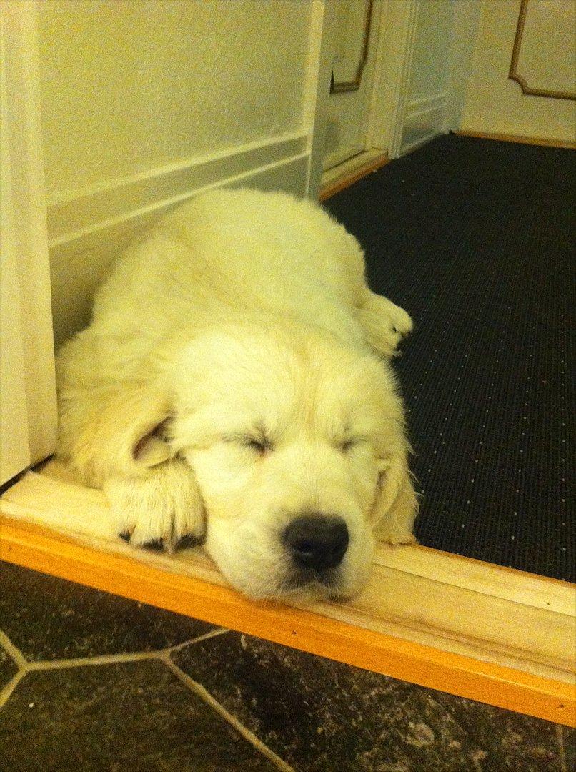 Golden retriever Oskar billede 2