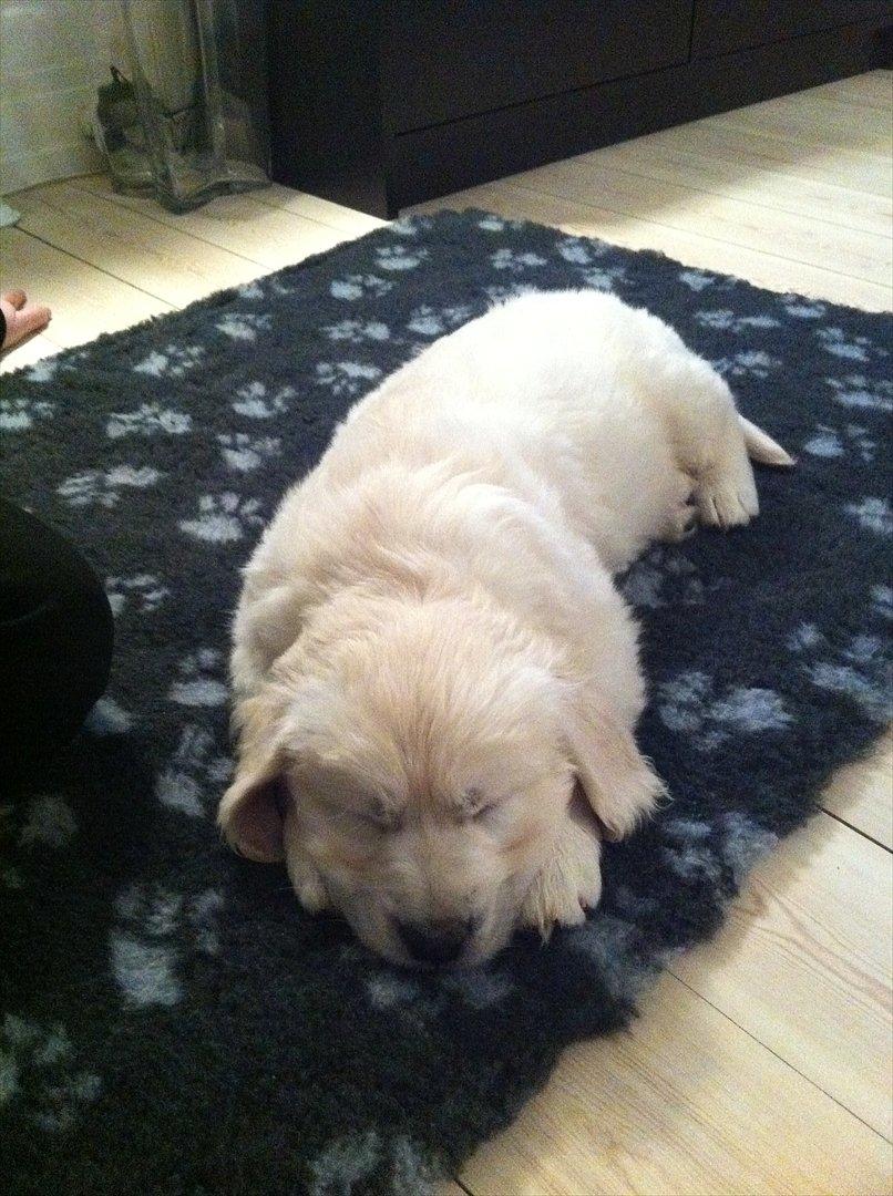 Golden retriever Oskar billede 3