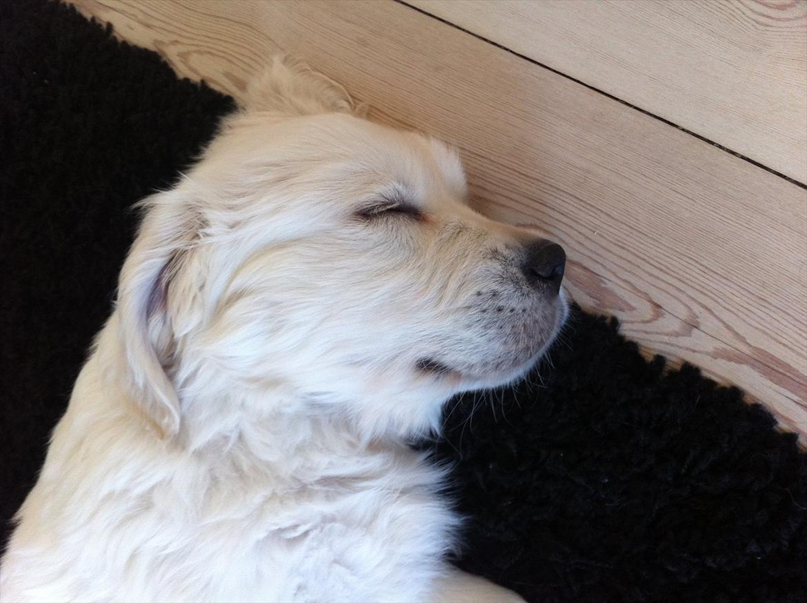 Golden retriever Oskar billede 4