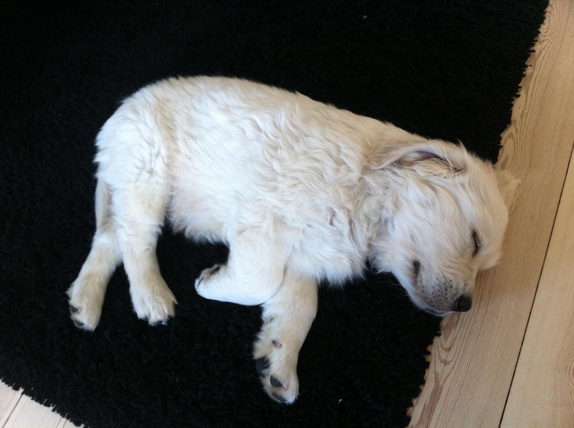 Golden retriever Oskar billede 5