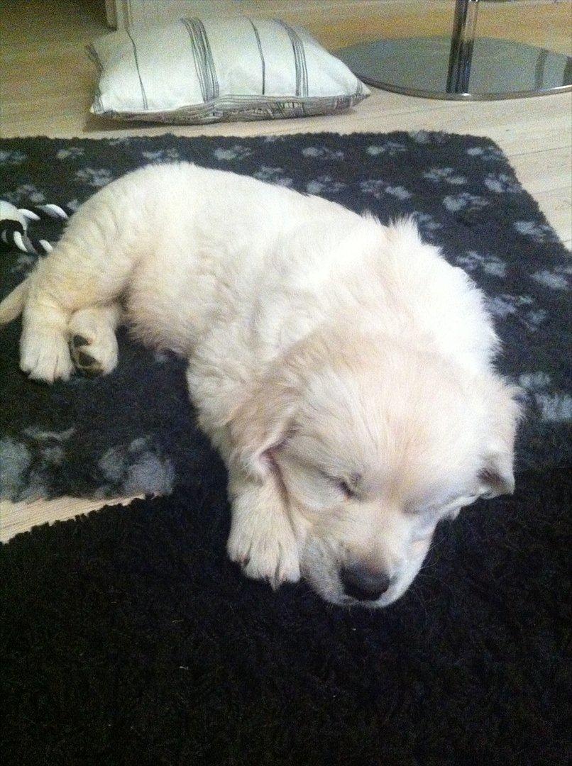 Golden retriever Oskar billede 6