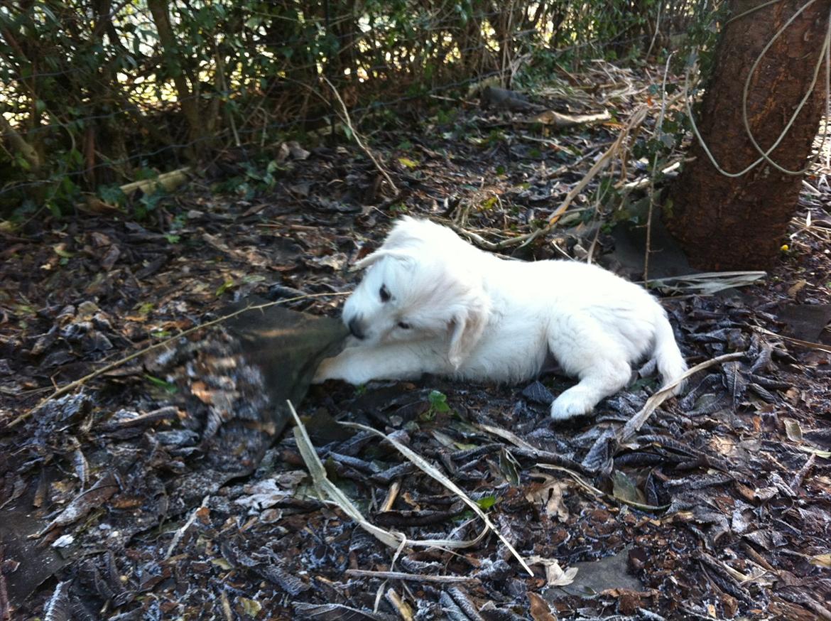 Golden retriever Oskar billede 7