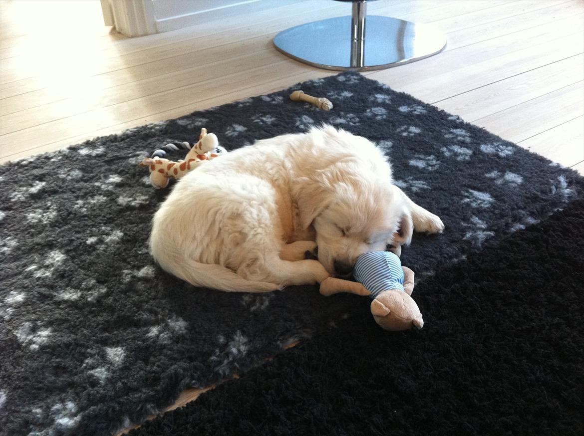 Golden retriever Oskar billede 8