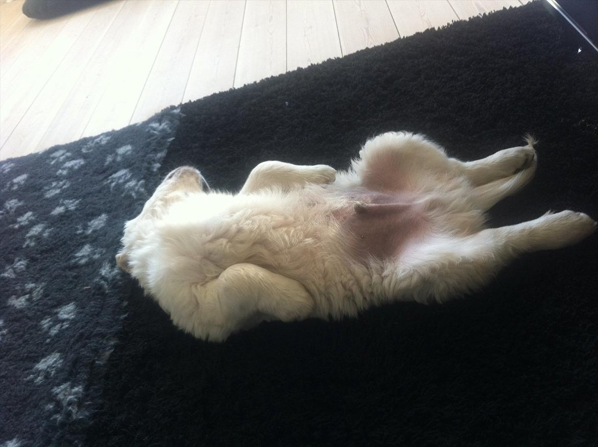 Golden retriever Oskar billede 9