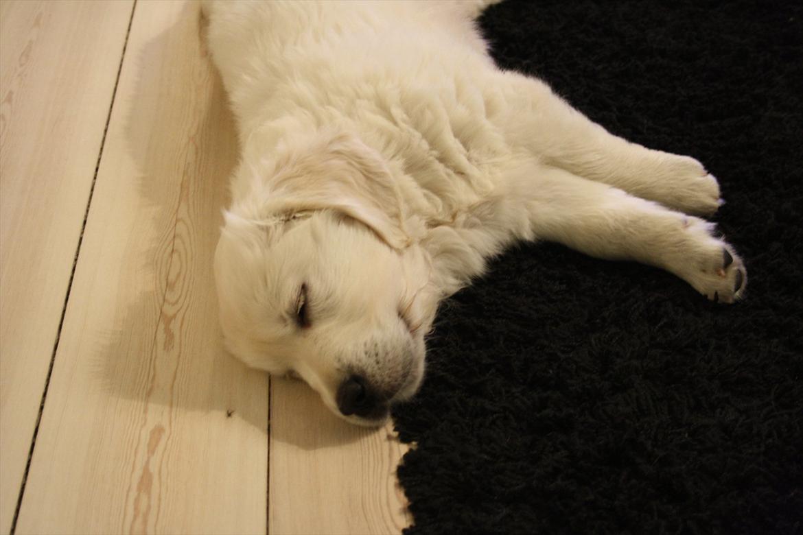 Golden retriever Oskar billede 10