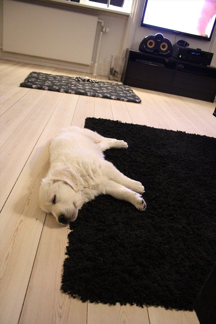 Golden retriever Oskar billede 11