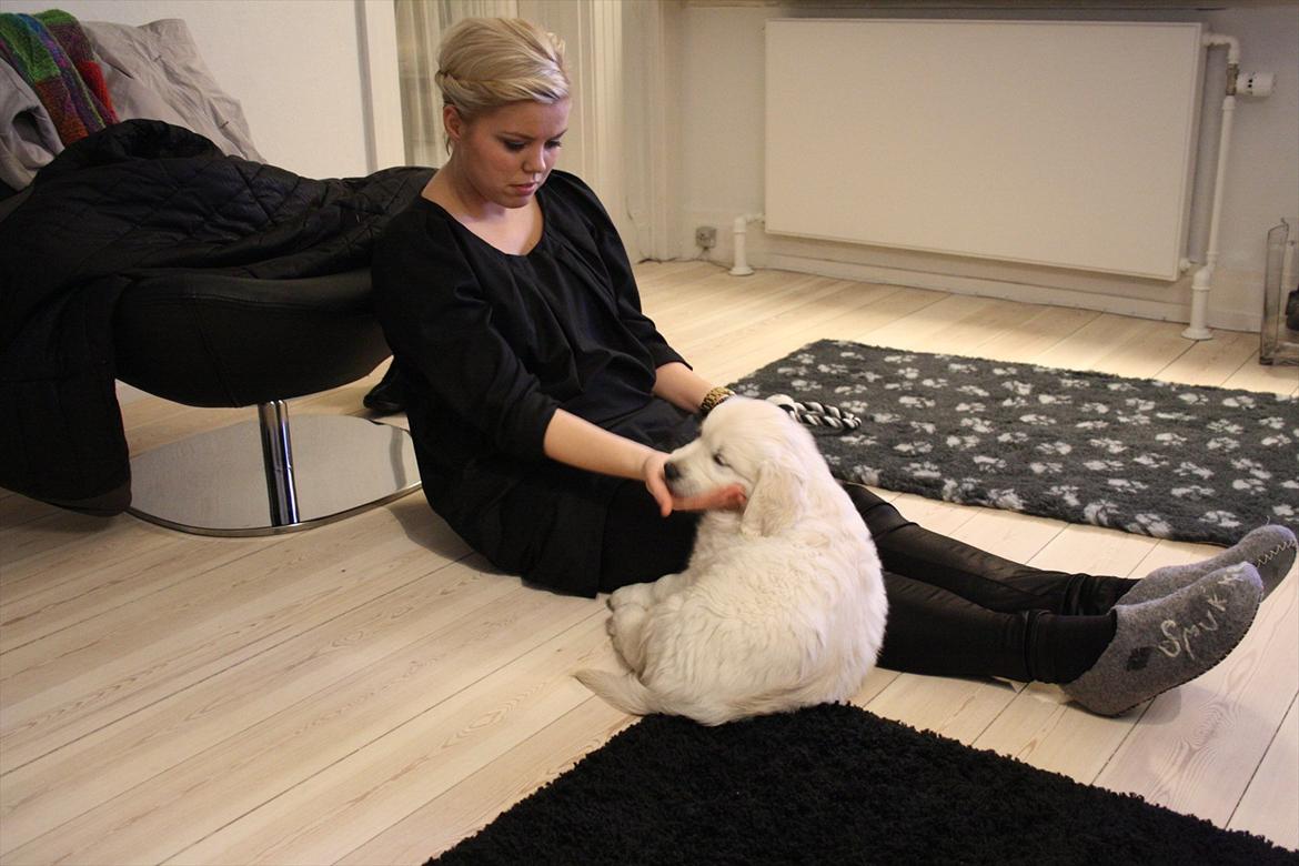 Golden retriever Oskar billede 12