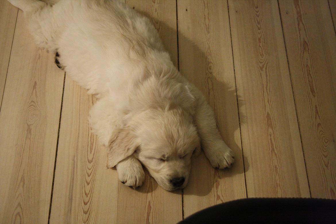 Golden retriever Oskar billede 13