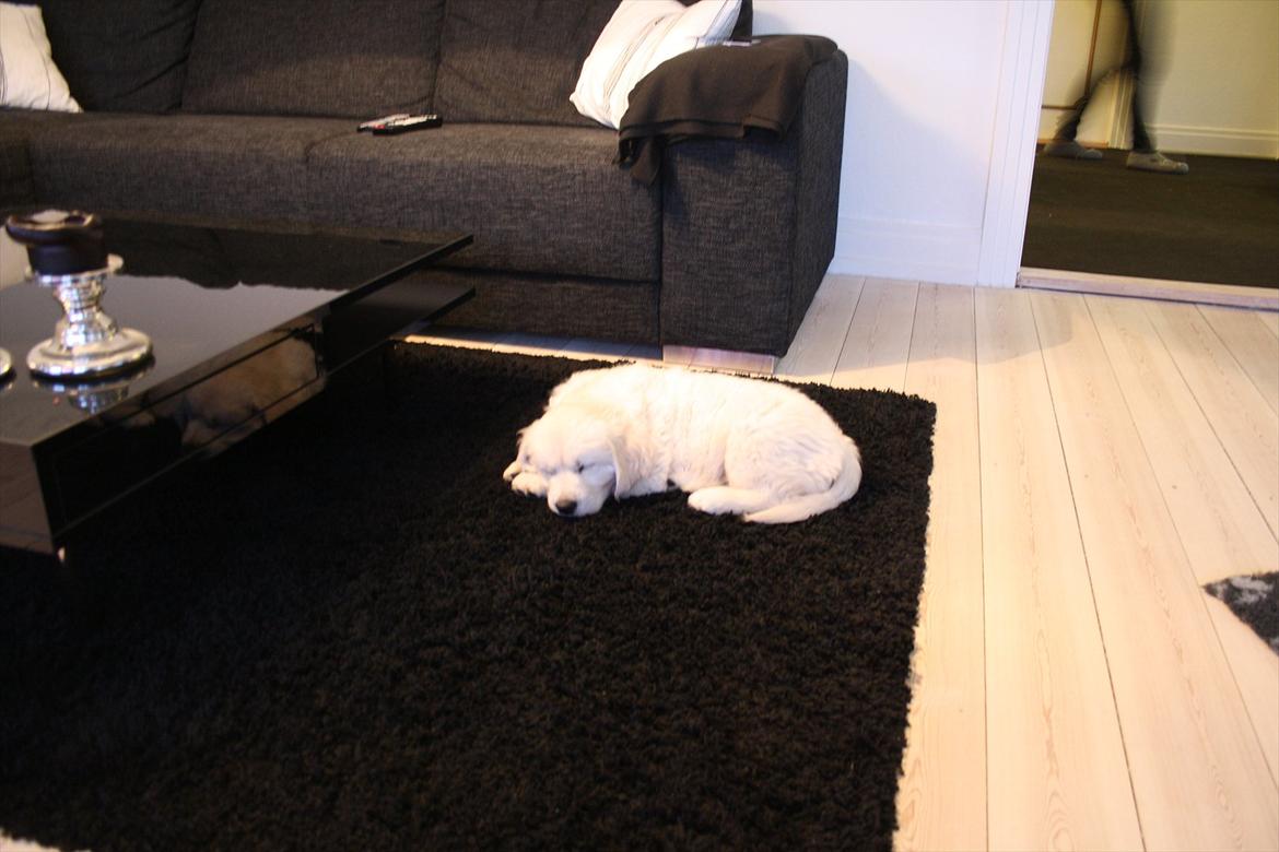 Golden retriever Oskar billede 14