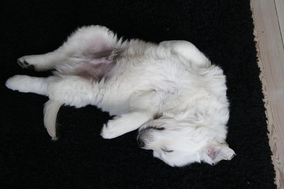 Golden retriever Oskar billede 15