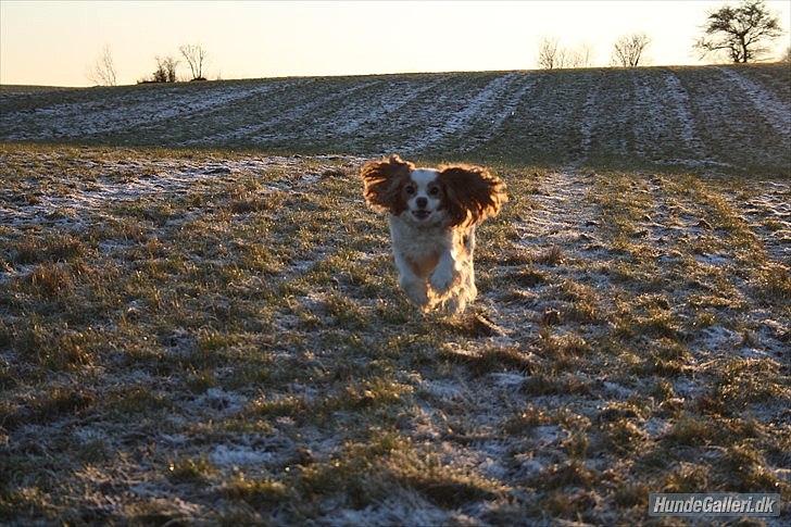 Cavalier king charles spaniel Angel - I fuld fart hen til Moar på marken :) Du flyver næsten med de ører min pige ;D billede 20