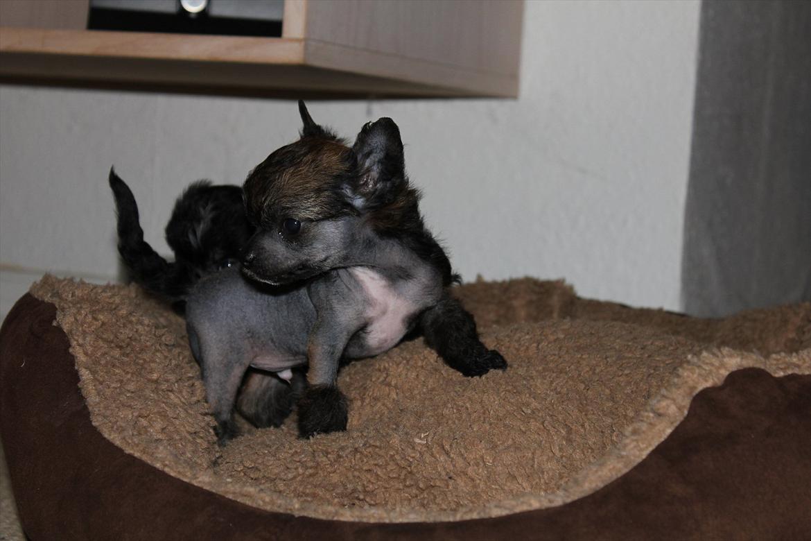 Chinese crested hårløs Alfi (Armani)  R.I.P. billede 9