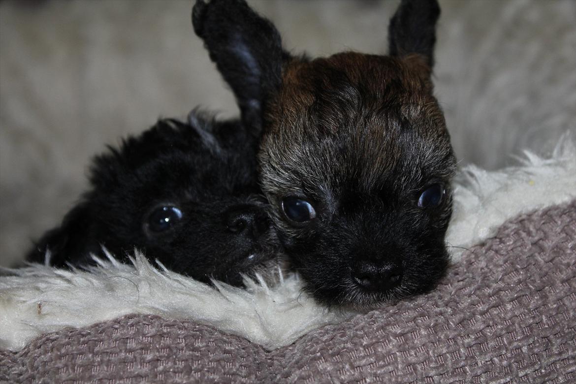 Chinese crested hårløs Alfi (Armani)  R.I.P. - Mine øre skal ikke tappes.næsten helt ny. billede 10