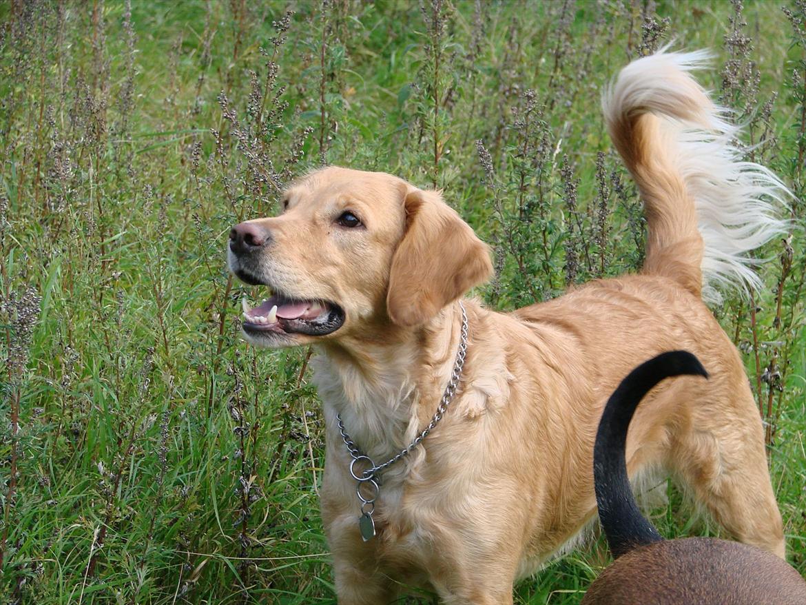 Blanding af racer Freja billede 15