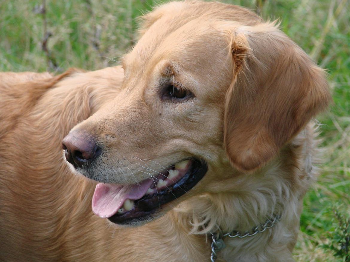 Blanding af racer Freja billede 16