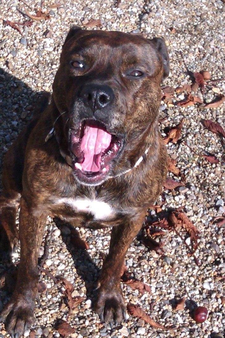 Amerikansk staffordshire terrier - Bessie <3 billede 14