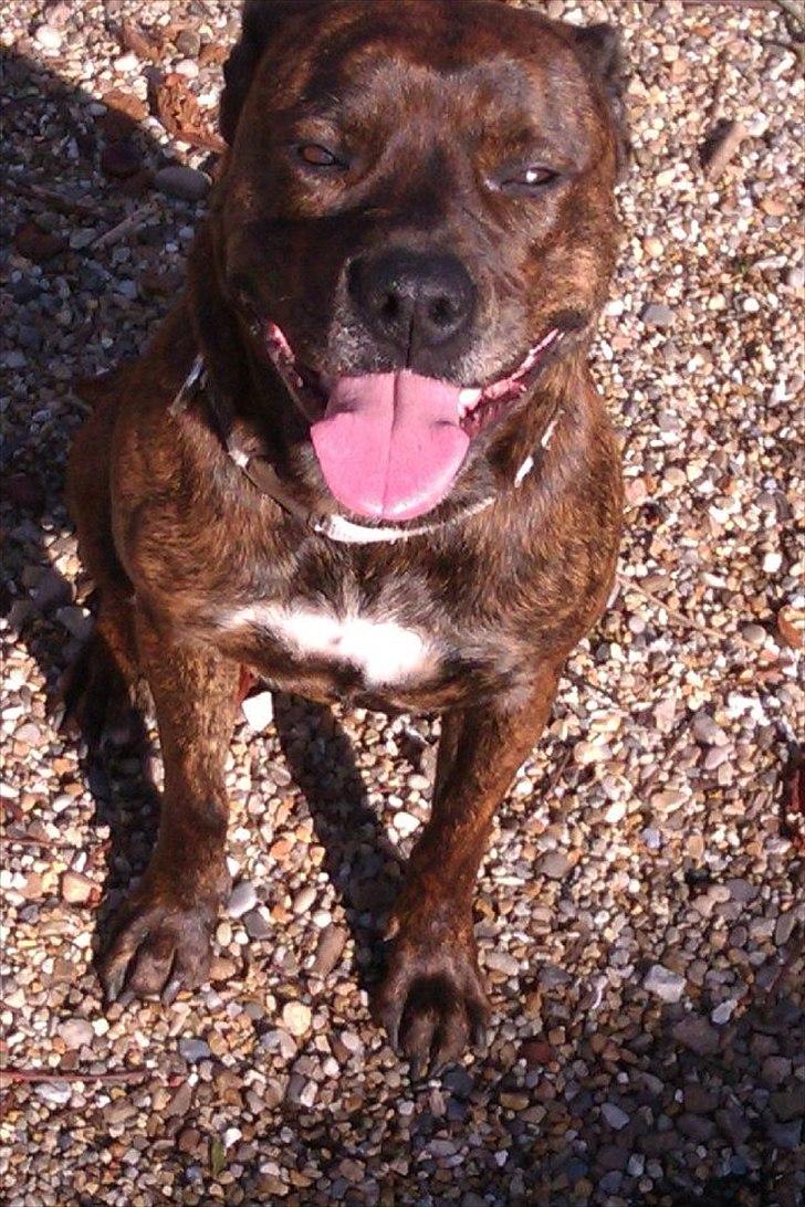 Amerikansk staffordshire terrier - Bessie <3 billede 1