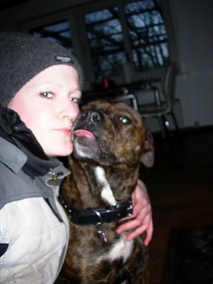 Amerikansk staffordshire terrier - Bessie <3 billede 15