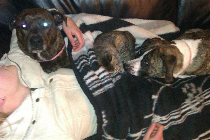 Amerikansk staffordshire terrier - Bessie <3 billede 16