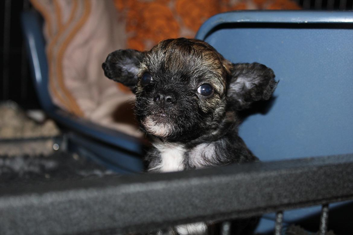 Chinese crested hårløs Alfi (Armani)  R.I.P. billede 11