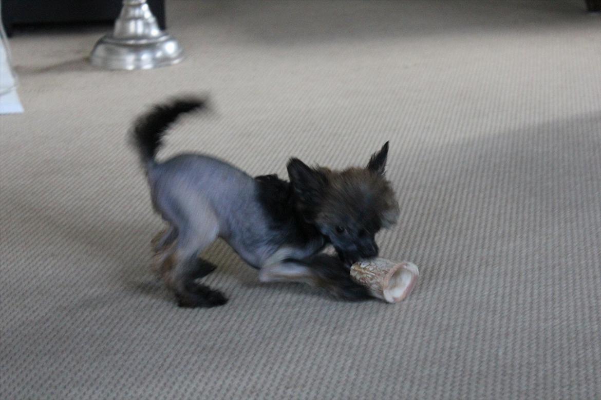 Chinese crested hårløs Alfi (Armani)  R.I.P. billede 12