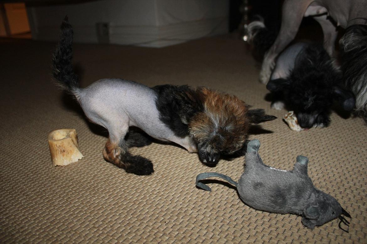 Chinese crested hårløs Alfi (Armani)  R.I.P. - Leg med Avatar, min store bror. billede 13
