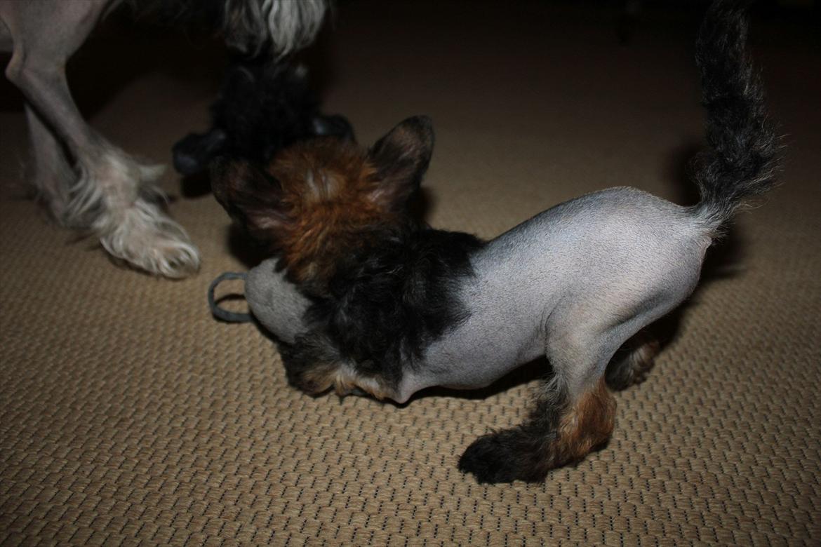 Chinese crested hårløs Alfi (Armani)  R.I.P. billede 14