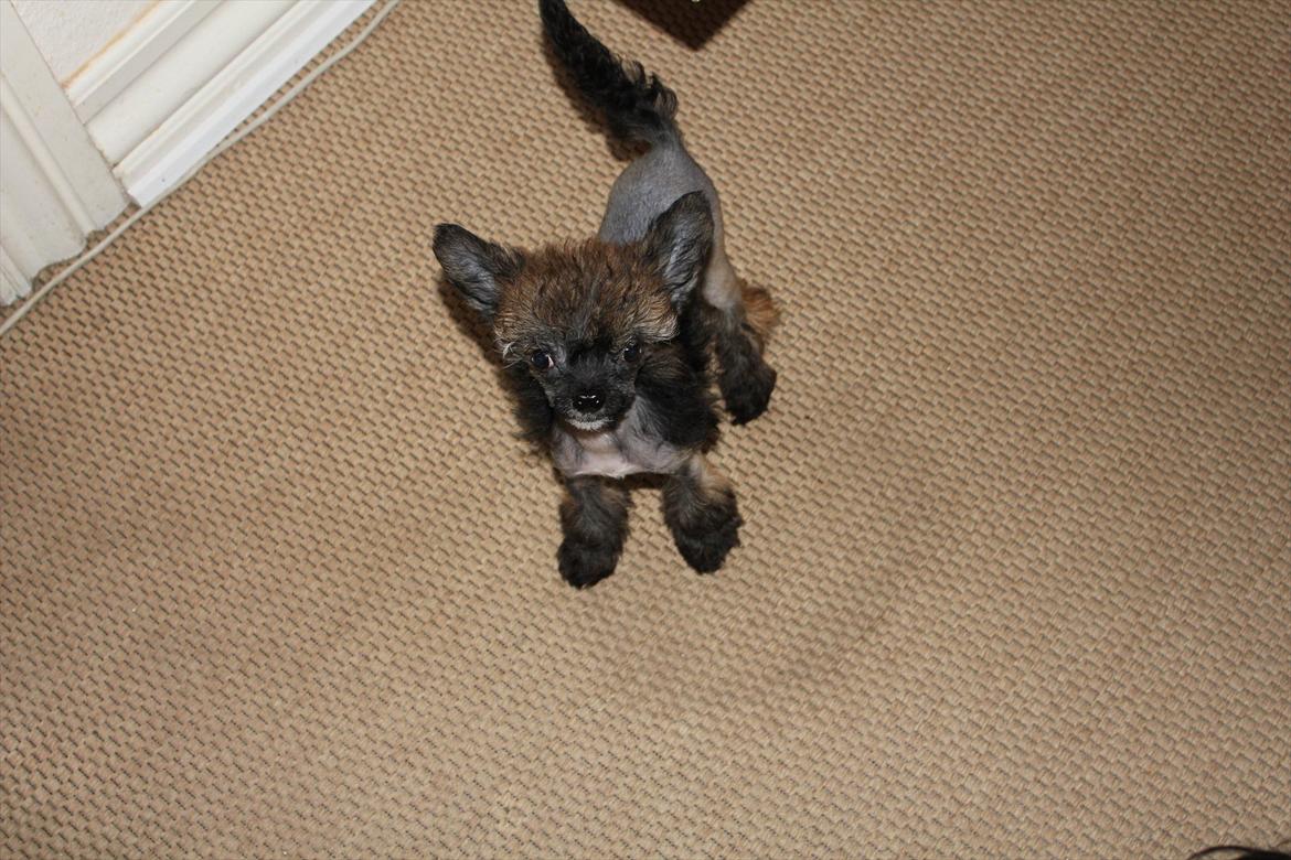 Chinese crested hårløs Alfi (Armani)  R.I.P. - Får jeg noget? billede 15