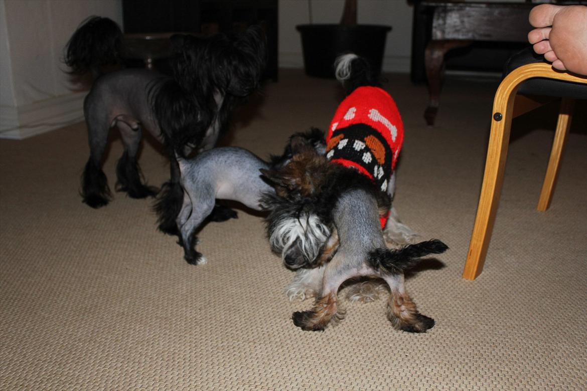 Chinese crested hårløs Alfi (Armani)  R.I.P. - Hele min familie, mor, far og bror. billede 16