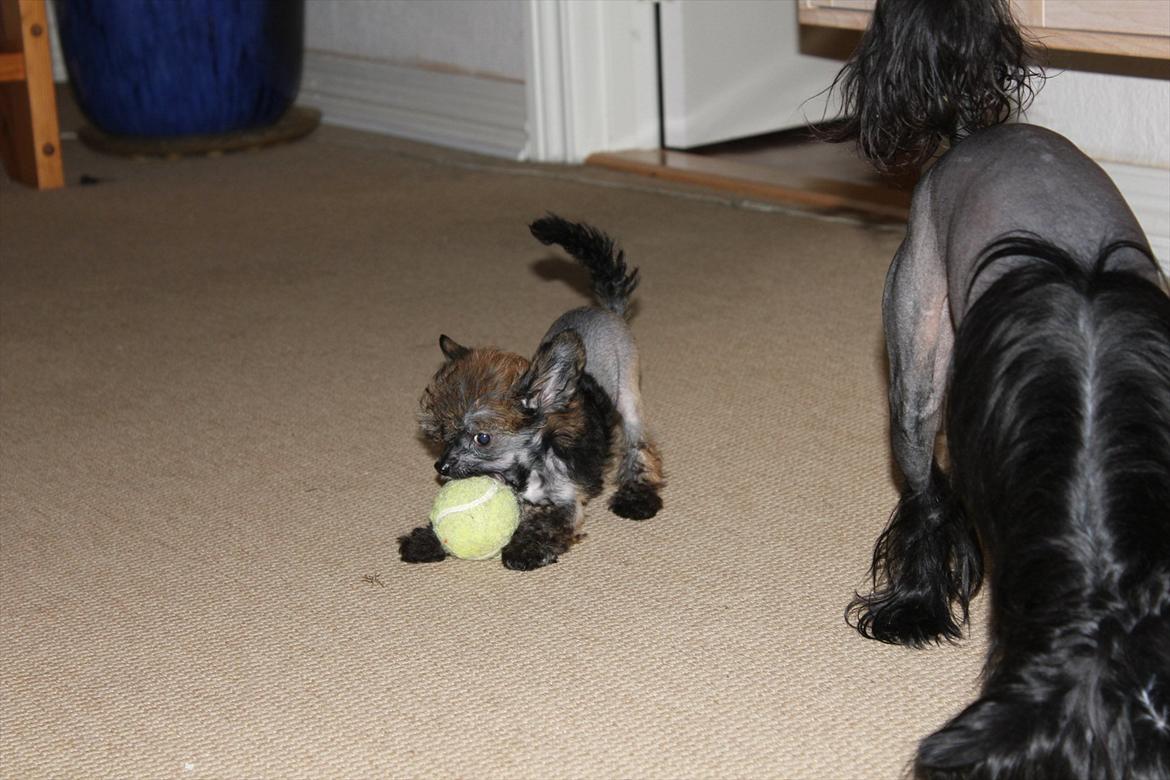 Chinese crested hårløs Alfi (Armani)  R.I.P. - Se far, jeg kan også lege med bolden. billede 17