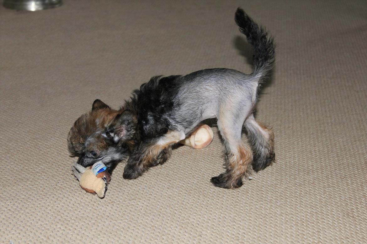 Chinese crested hårløs Alfi (Armani)  R.I.P. billede 18