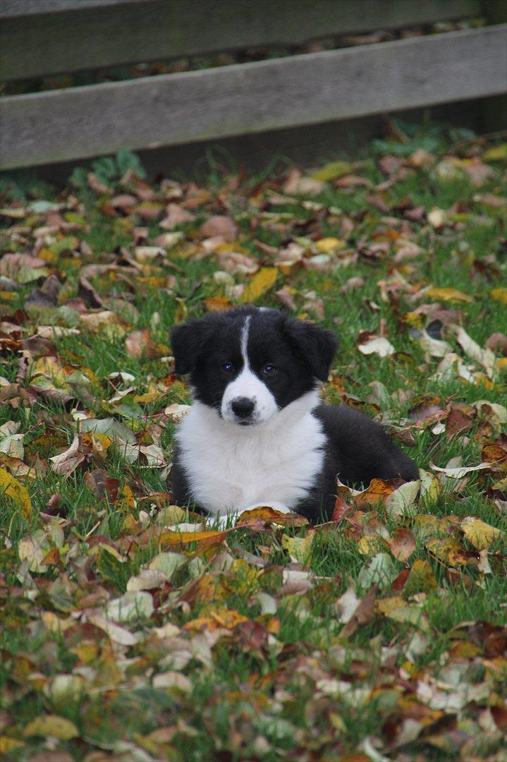 Border collie Mille billede 1