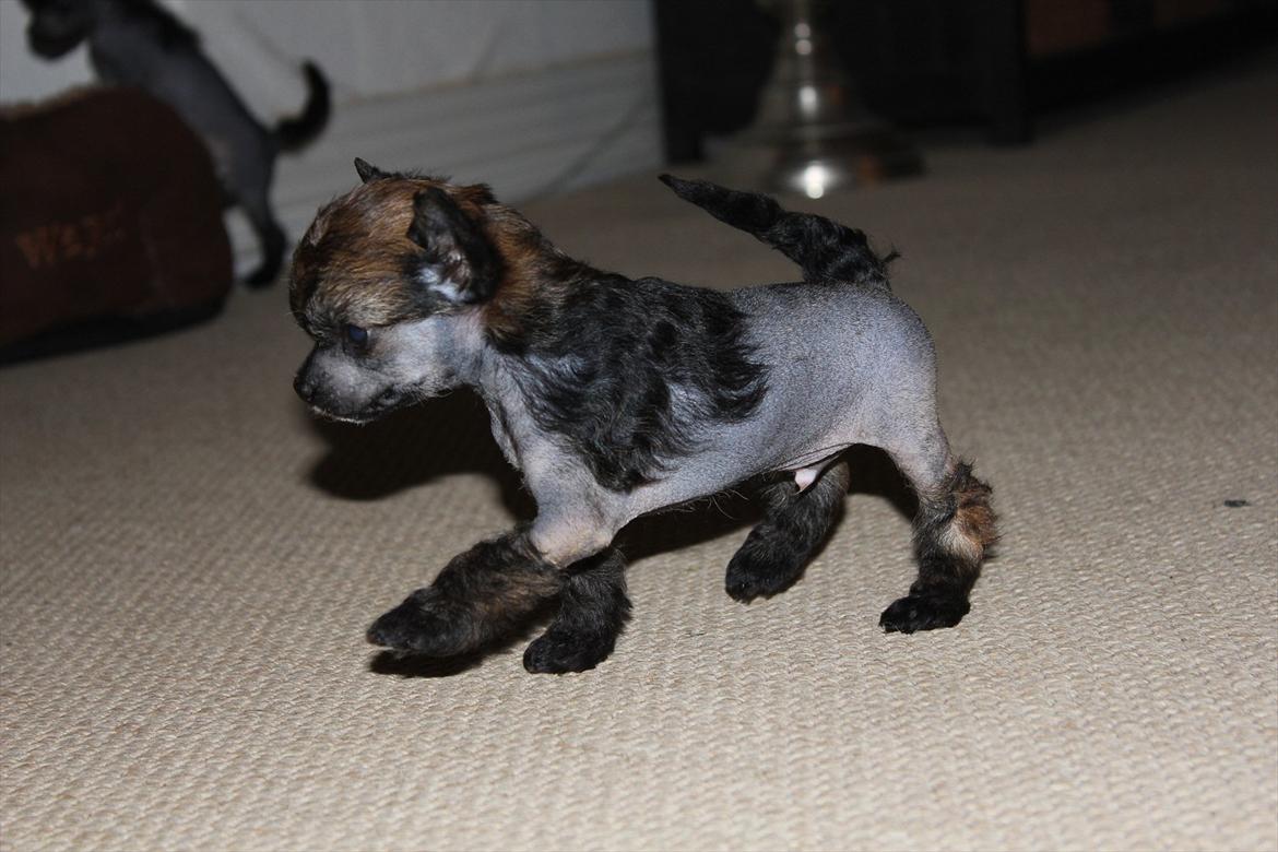 Chinese crested hårløs Alfi (Armani)  R.I.P. - Jeg øver mig lige... billede 19