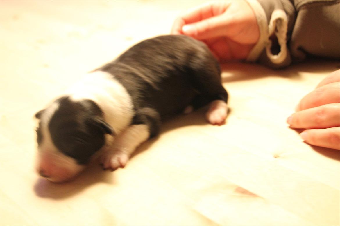 Border collie Mille billede 2