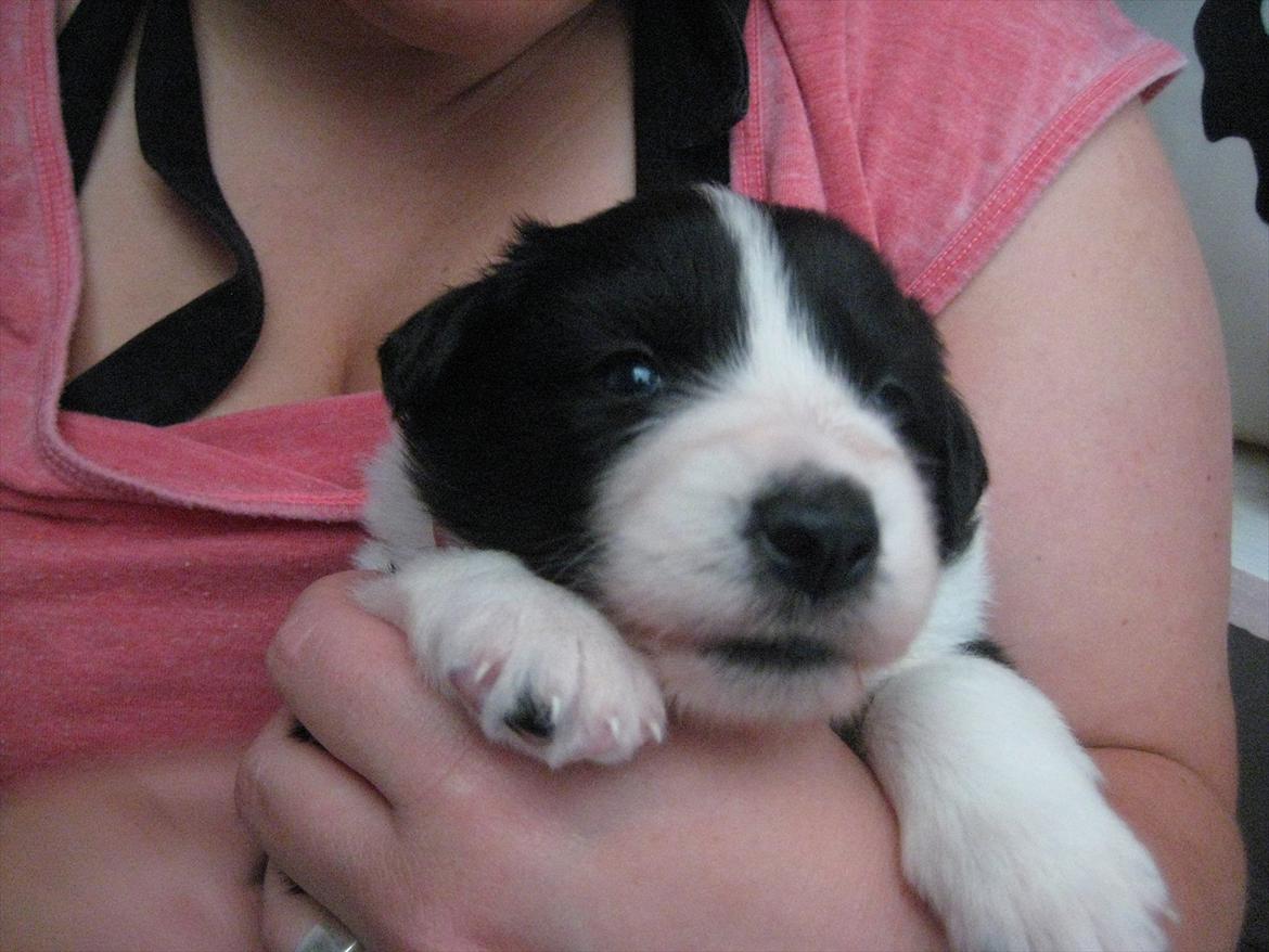 Border collie Mille billede 3